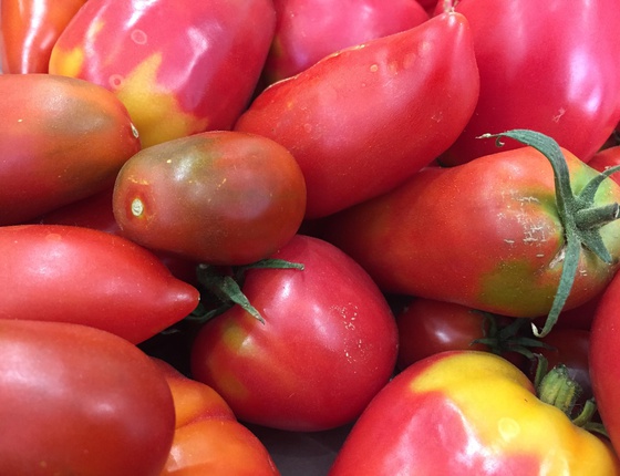 Tomates bio & locales