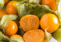 Physalis bio & locaux