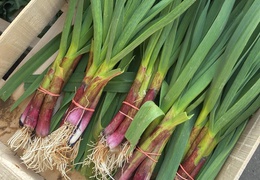 Aillets nouveaux bio & locaux