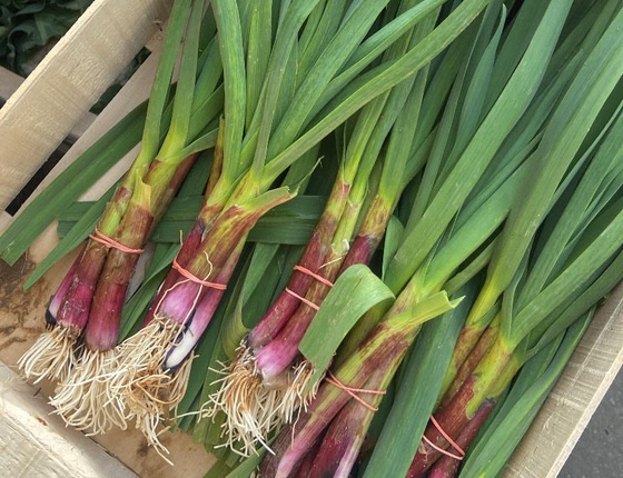 Aillets nouveaux bio & locaux