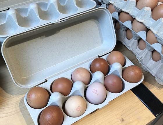 Boîte à œufs en bioplastique beige - 10 oeufs