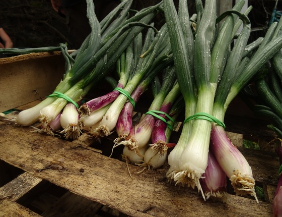 Oignons nouveaux bio & locaux