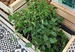 Plants bio à planter