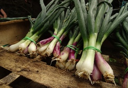Oignons nouveaux bio & locaux