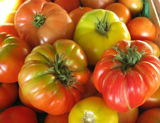 Tomates anciennes bio & locales