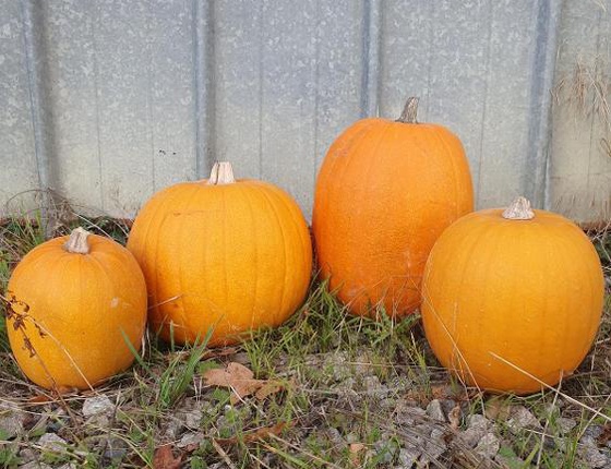 Citrouilles Jack Ô'Lantern (déco Halloween) bio & locales