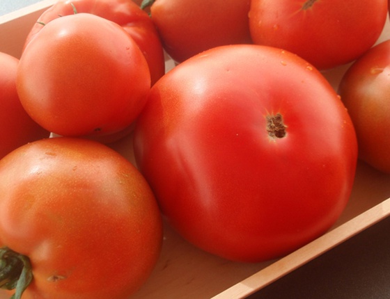 Tomate rondes bio & locales