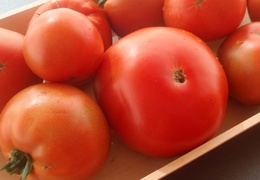 Tomate rondes bio & locales