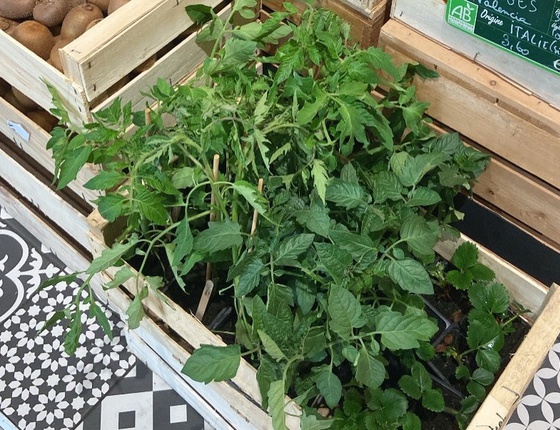 Plants bio à planter