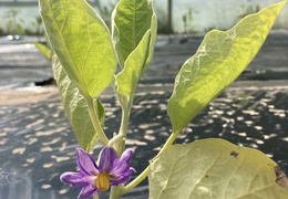 Aubergines japonaises bio & locales