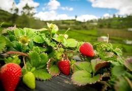 Sirop de fraise bio & local