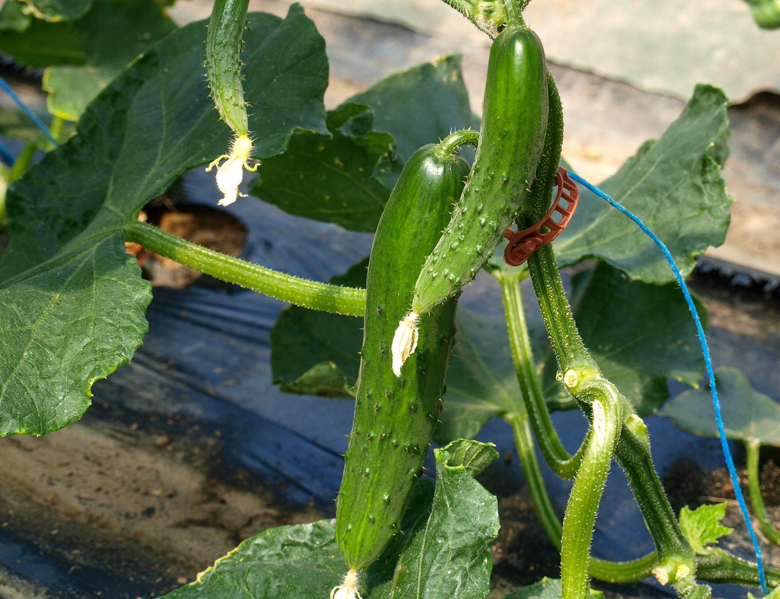 Cornichons frais bio & locaux Ô Bocal Boutique sans emballage