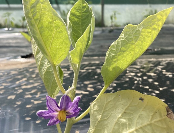 Aubergines japonaises bio & locales