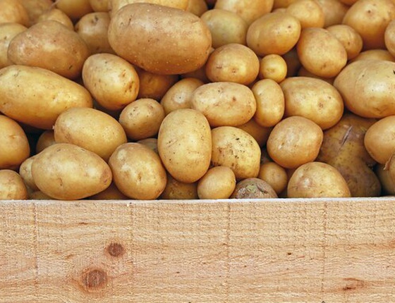 Pommes de terre nouvelles bio & locales