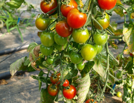 Tomates cerises bio & locales